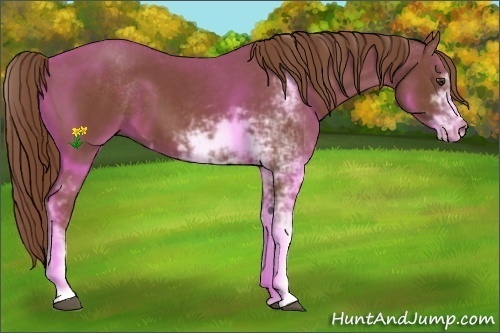 Horse Color:Chestnut Sabino 