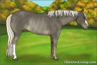 Horse Color:Chocolate Palomino Rabicano