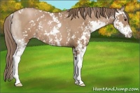 Horse Color:Black Pearl Sabino Rabicano 