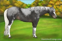 Horse Color:White Spotted Liver Chestnut Rabicano