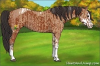 Horse Color:Bay Sabino Tobiano Rabicano  and Bay Dun Sabino Rabicano 