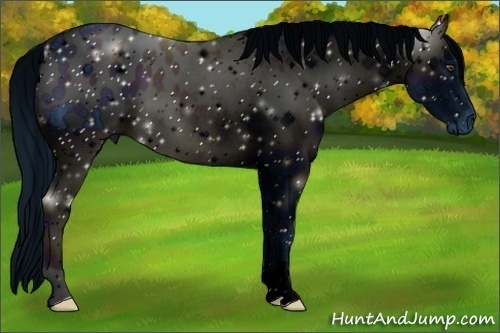 Horse Color:ERROR: UNKNOWN ANOMALY