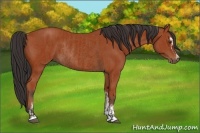 Horse Color:Bay Sabino Rabicano and Bay Sabino Rabicano