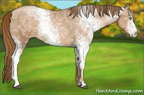 Horse Color:White Spotted Liver Chestnut Ice Pearl 