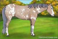 Horse Color:Watercolor White Spotted Bay Splash 