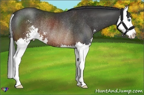 Horse Color:Brown Sabino Splash Rabicano
