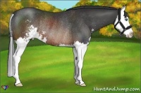 Horse Color:Brown Sabino Splash Rabicano