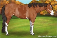 Horse Color:Bay Sabino Rabicano and Bay Sabino Rabicano