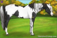 Horse Color:Liver Chestnut Sabino Rabicano  and Bay Sabino Rabicano 