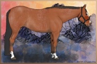 Horse Color:Bay Roan Sabino Rabicano and Bay Roan Sabino Rabicano