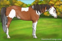 Horse Color:Bay Sabino Rabicano and Bay Sabino Rabicano