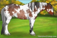 Horse Color:White Spotted Bay Rabicano