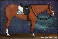 Horse Color:Bay Sabino Rabicano and Bay Sabino Rabicano