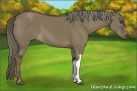 Horse Color:Liver Red Dun 