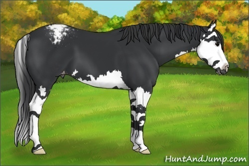 Horse Color:Black Splash Appaloosa 