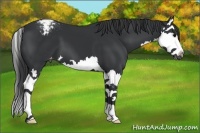 Horse Color:Black Splash Appaloosa 