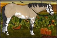 Horse Color:Brown Dun Splash