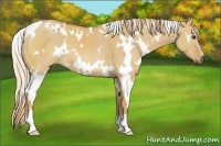 Horse Color:White Spotted Red Dun 