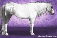 Horse Color:White Spotted Brown Appaloosa 