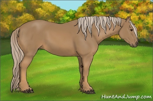 Horse Color:Palomino 