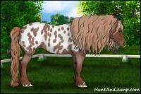 Horse Color:Red Roan Appaloosa 