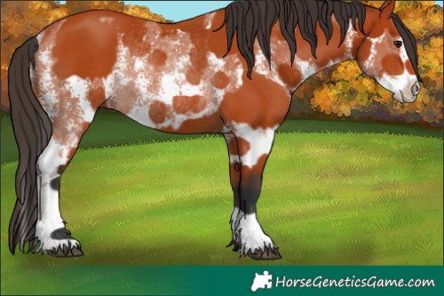 Horse Color:Bay Sabino Rabicano and Bay Sabino Rabicano