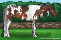 Horse Color:White Spotted Bay Tobiano Rabicano