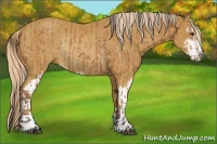 Horse Color:Buckskin Sabino Rabicano and Palomino Sabino Rabicano