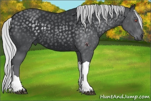 Horse Color:Silver Black Chinchilla 