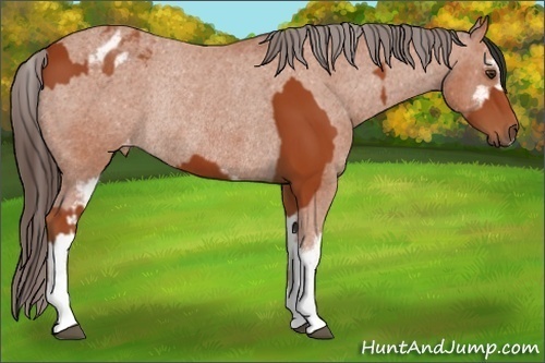 Horse Color:Bay Sabino Rabicano  and Bay Sabino Blanket Rabicano 