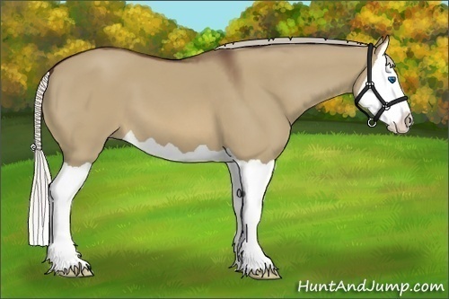Horse Color:Silver Brown Dun Splash 