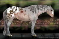 Horse Color:Brown Appaloosa