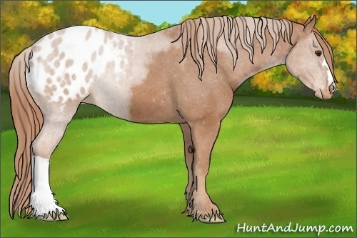 Horse Color:Chestnut Appaloosa 