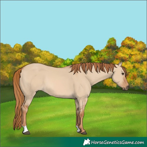 Horse Color:Red Dun