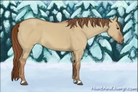 Horse Color:Red Dun 