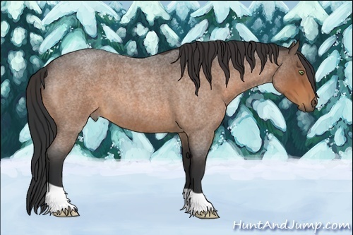 Horse Color:Bay Roan 