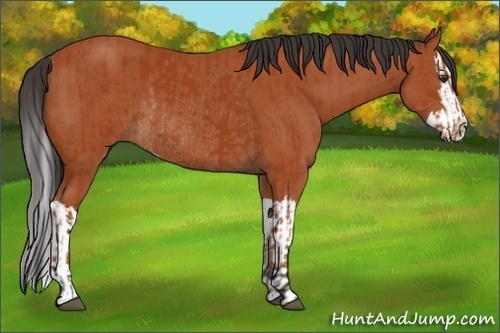 Horse Color:Bay Sabino Rabicano  and Bay Sabino Splash Rabicano 