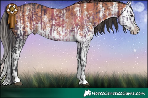 Horse Color:Brown Sabino Rabicano and Bay Sabino Splash Rabicano