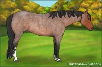 Horse Color:Bay Roan Sabino Rabicano