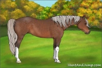 Horse Color:Silver Bay 