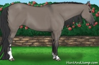 Horse Color:Grullo Sabino 