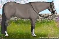 Horse Color:Grullo Sabino