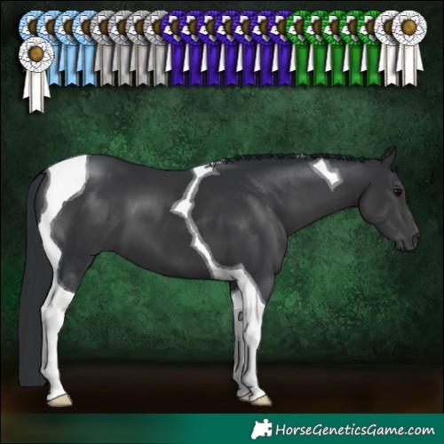 Horse Color:Black Tobiano 