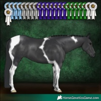 Horse Color:Black Tobiano 