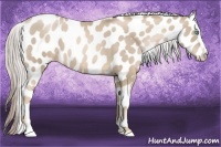 Horse Color:Chocolate Palomino Pearl Appaloosa 
