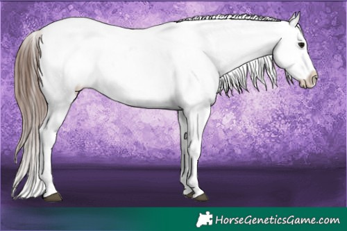 Horse Color:White Spotted Brown Sabino Appaloosa 