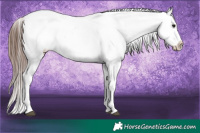 Horse Color:White Spotted Brown Sabino Varnish