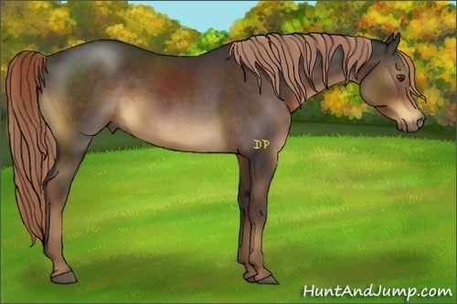 Horse Color:Liver Chestnut 