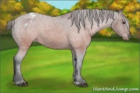 Horse Color:Brown Appaloosa 