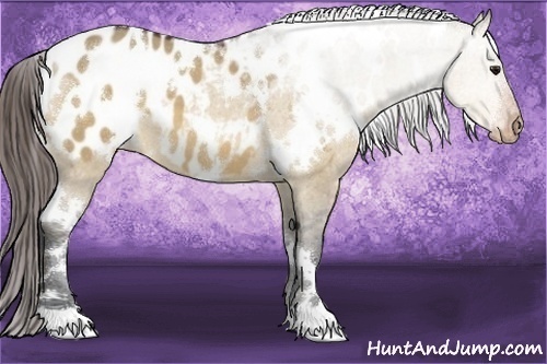 Horse Color:White Spotted Bay Dun Appaloosa 